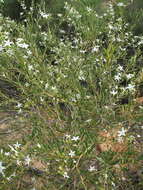 Plancia ëd Cyphanthera racemosa (F. Müll.) L. Haegi