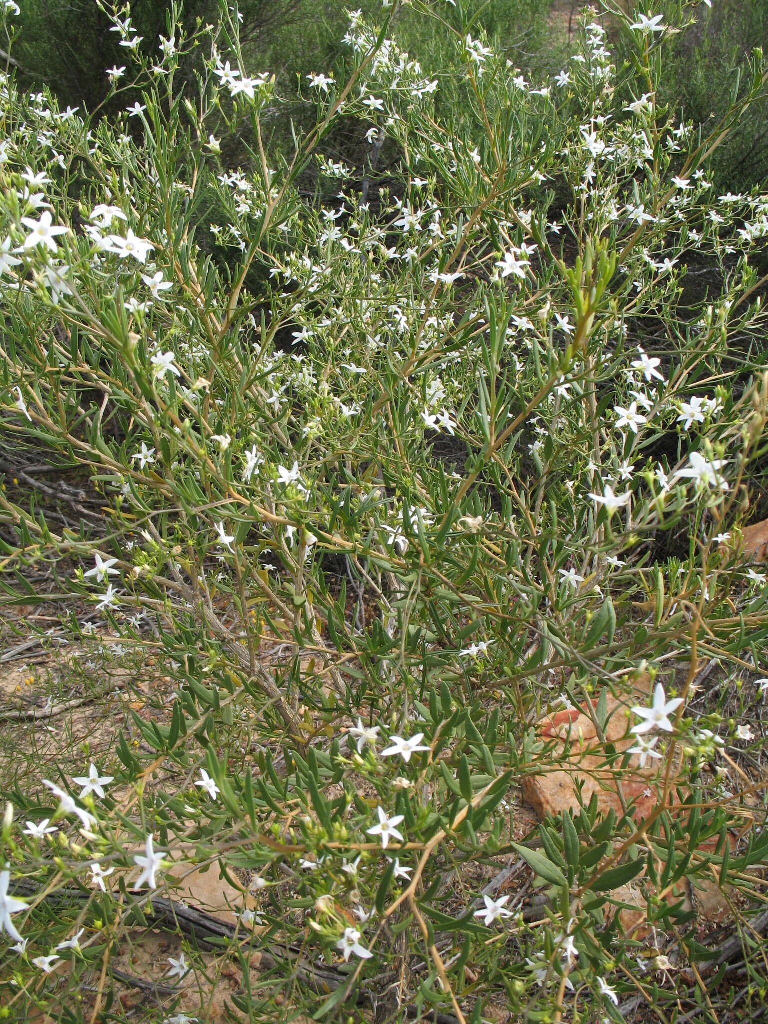 Plancia ëd Cyphanthera racemosa (F. Müll.) L. Haegi