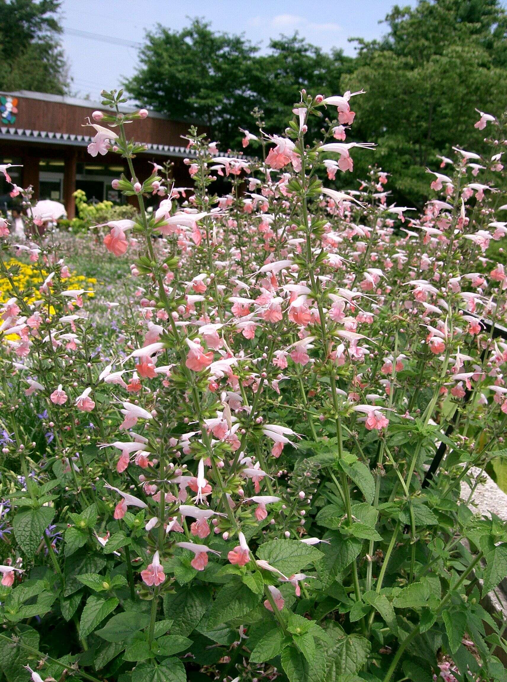 Imagem de Salvia coccinea Buc'hoz ex Etl.