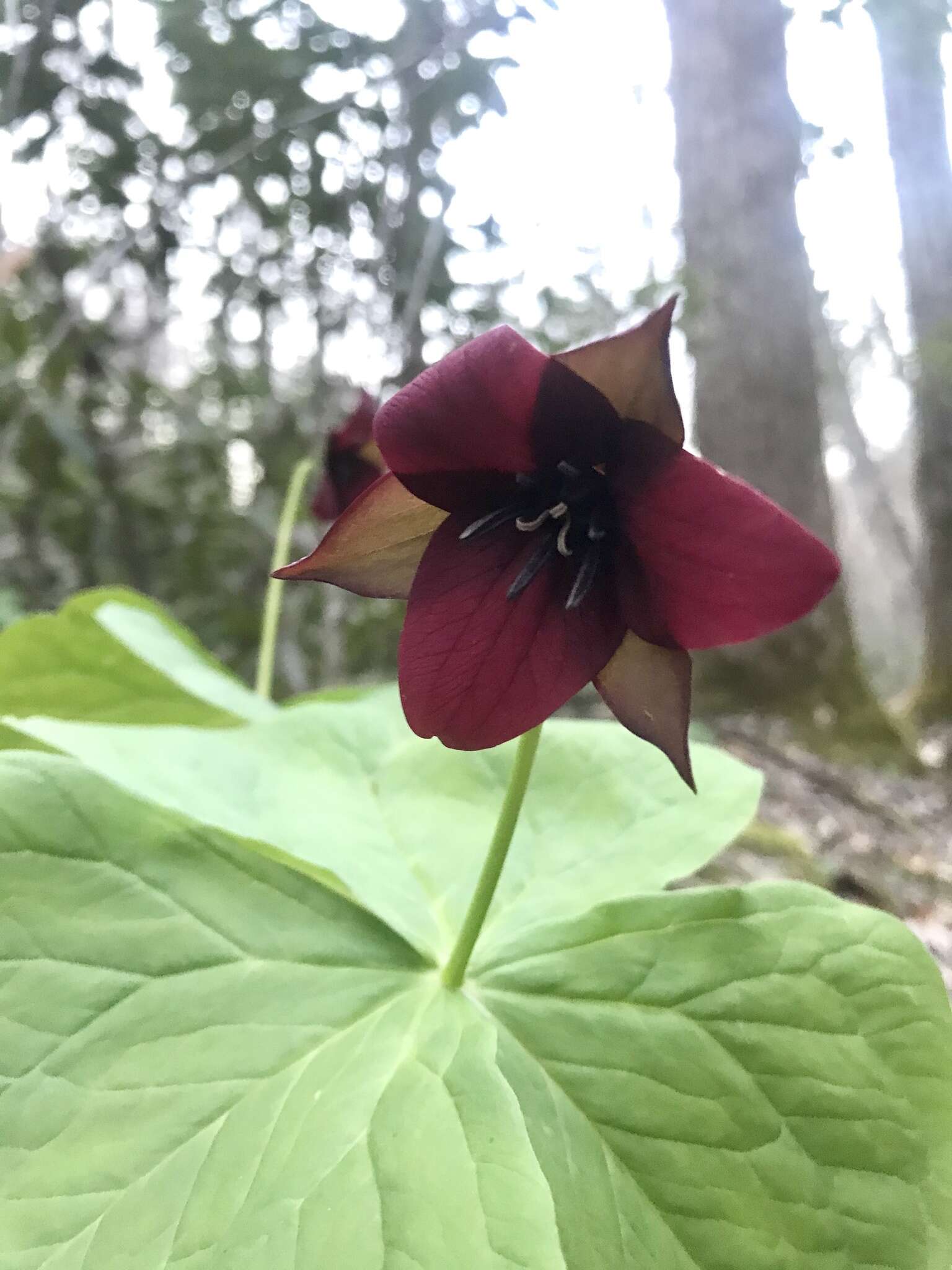 Imagem de Trillium sulcatum T. S. Patrick