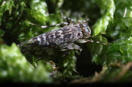 Stimulopalpus japonicus Enderlein 1907 resmi