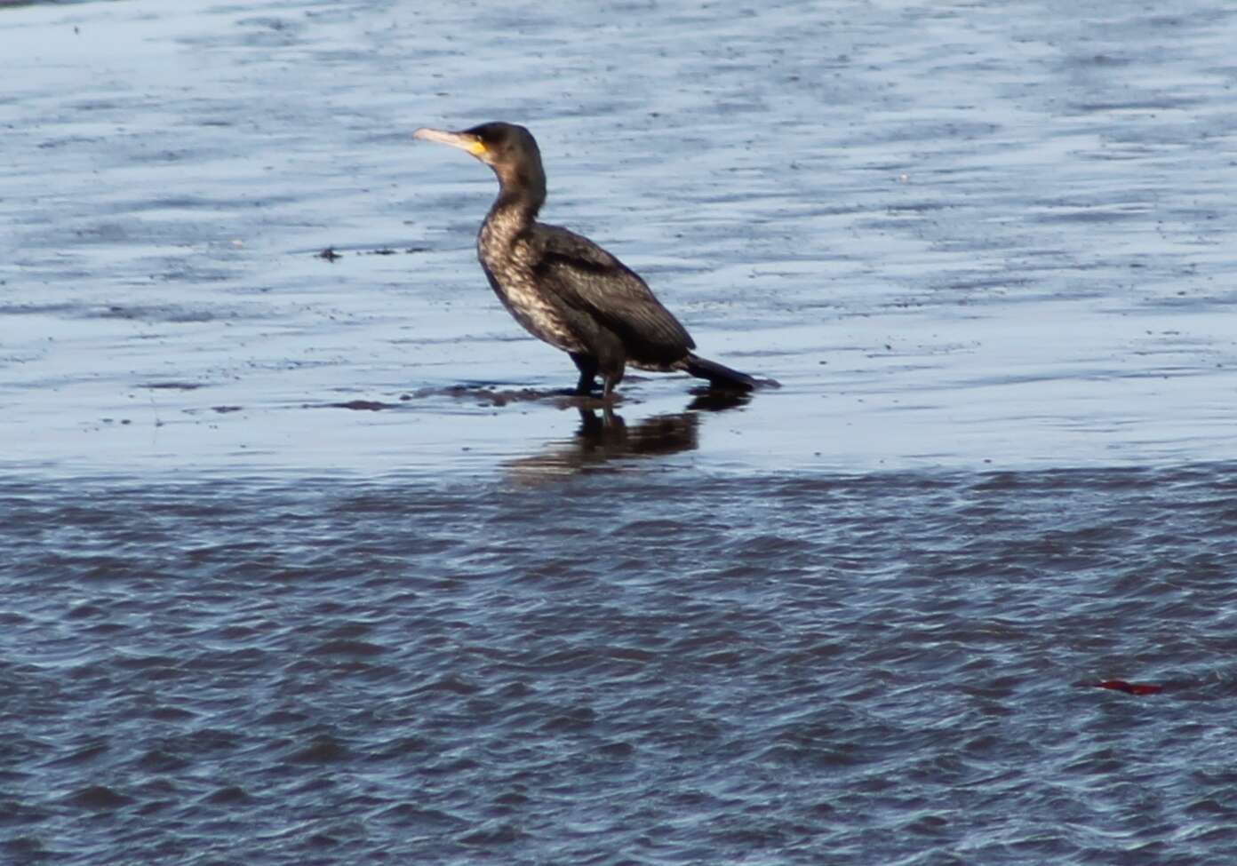 Imagem de Phalacrocorax carbo (Linnaeus 1758)