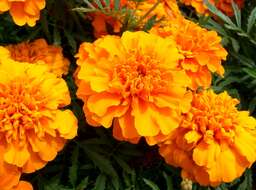 Image of French marigold