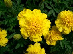 Image of French marigold