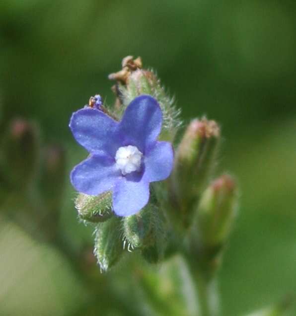 Image of alkanet