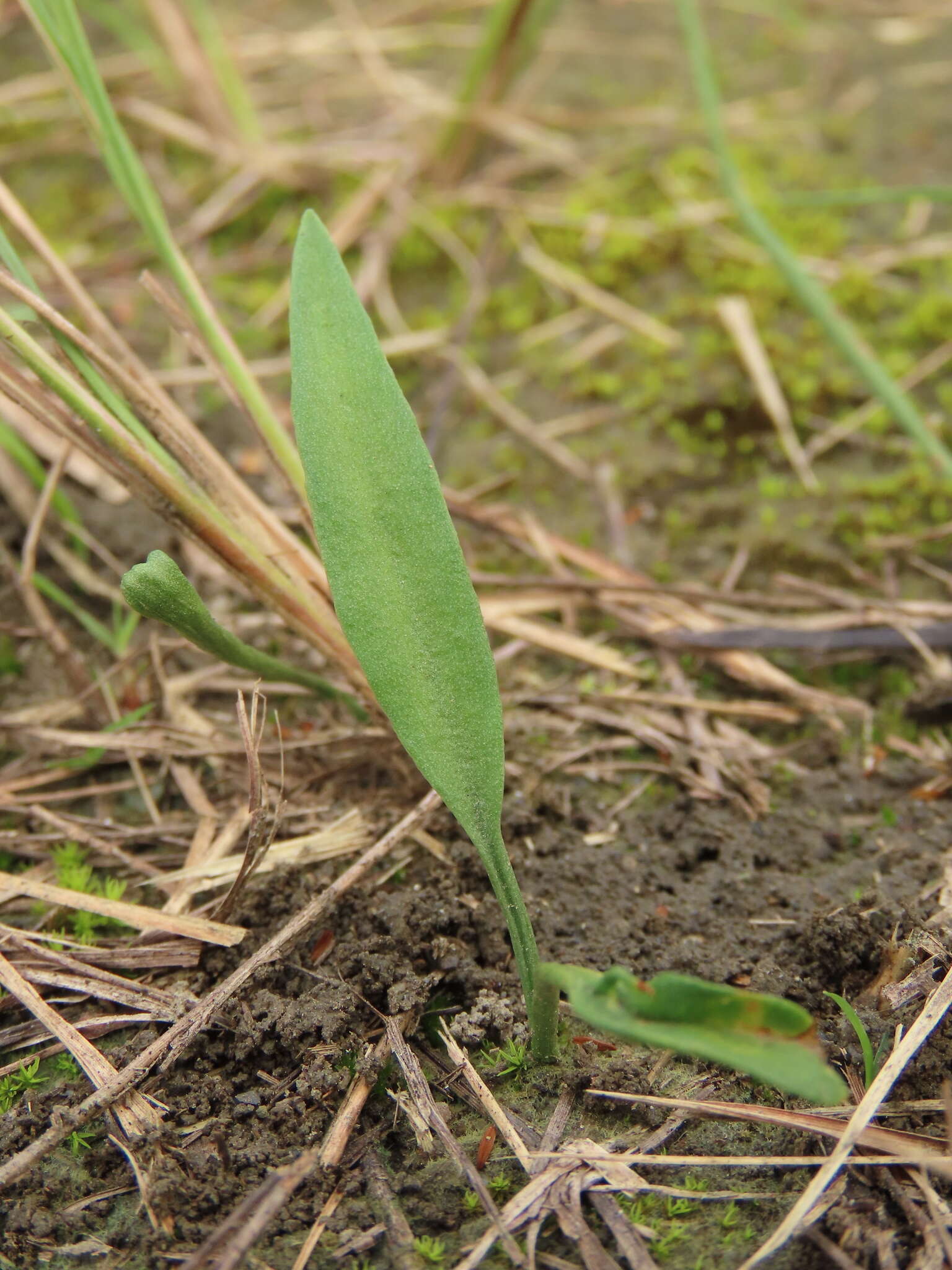 Imagem de Ophioglossum thermale Komarov