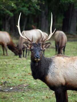 Image of Cervus canadensis roosevelti