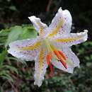 Image of Asiatic Lily