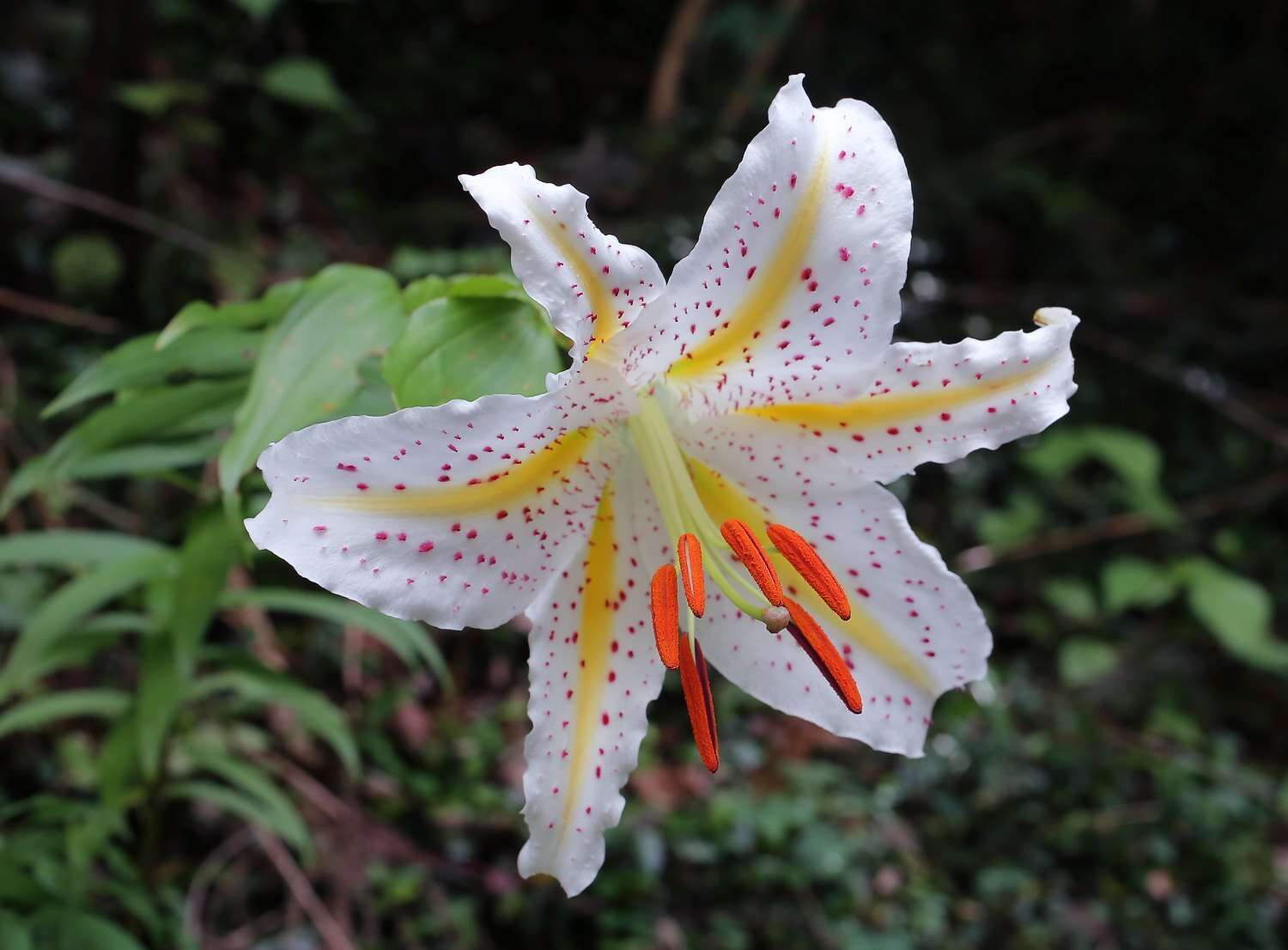 Image of Asiatic Lily