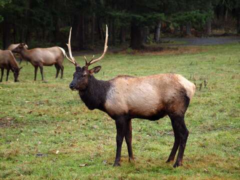 Cervus canadensis roosevelti的圖片