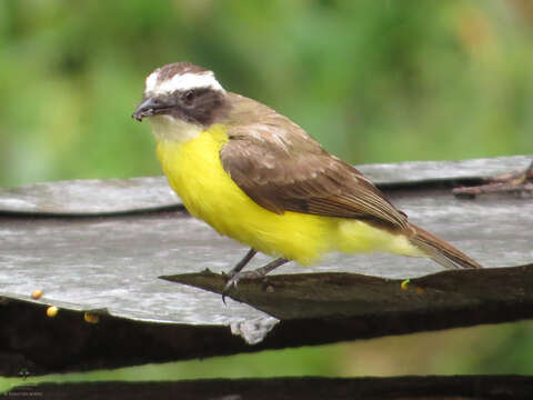 Image of Rusty-margined Flycatcher