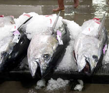 Image of Bigeye Tuna