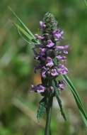 Image de Betonica officinalis L.