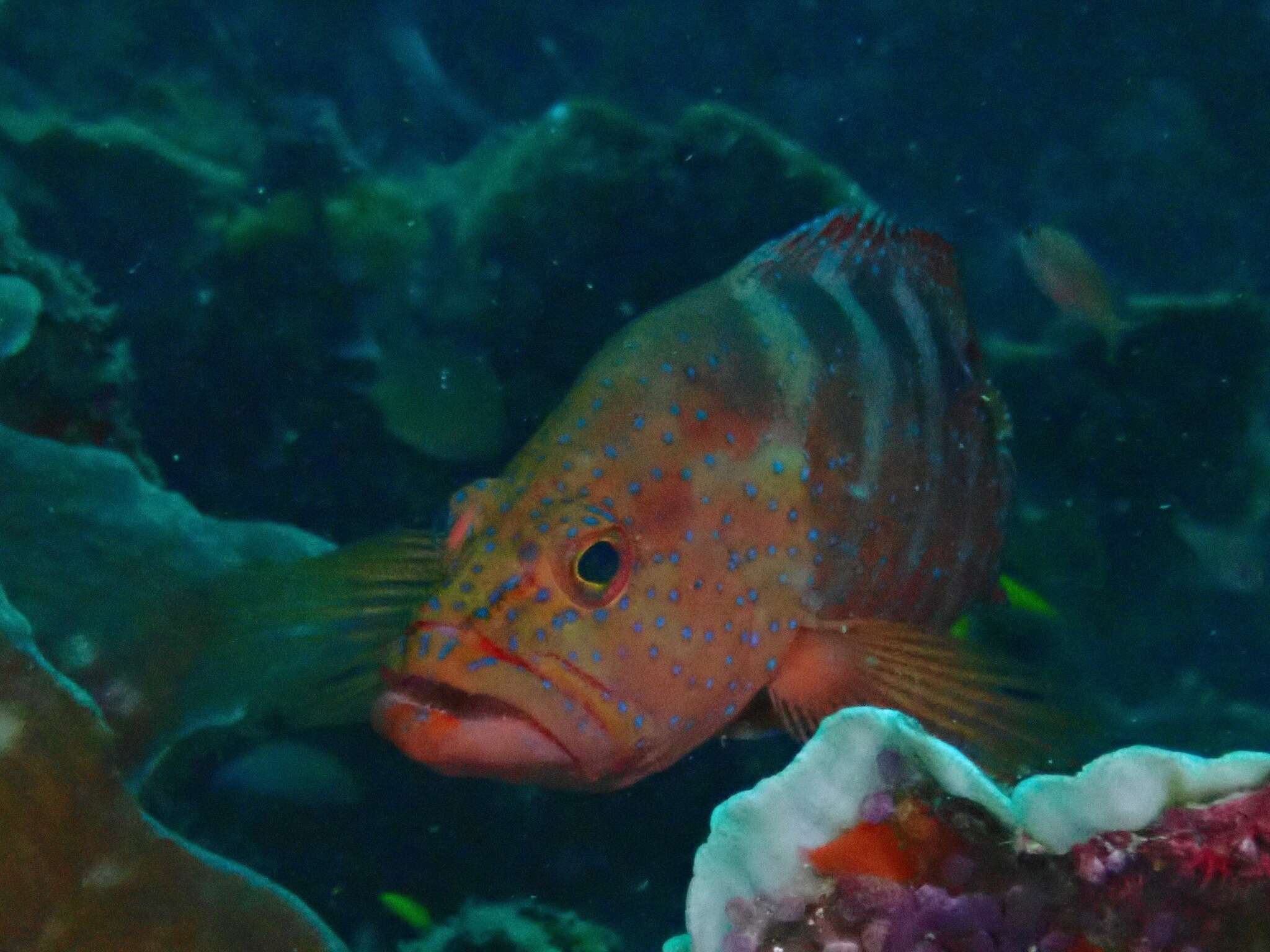 Image of Freckled Rock-cod