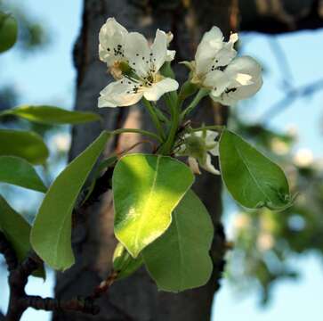 Plancia ëd Pyrus communis L.