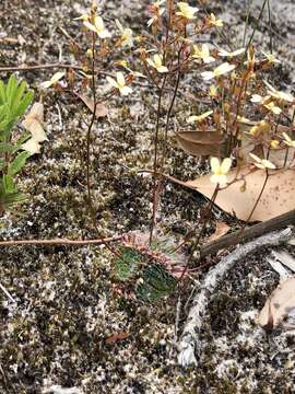 Image of Stylidium piliferum R. Br.