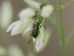 Image of Rose Aphid