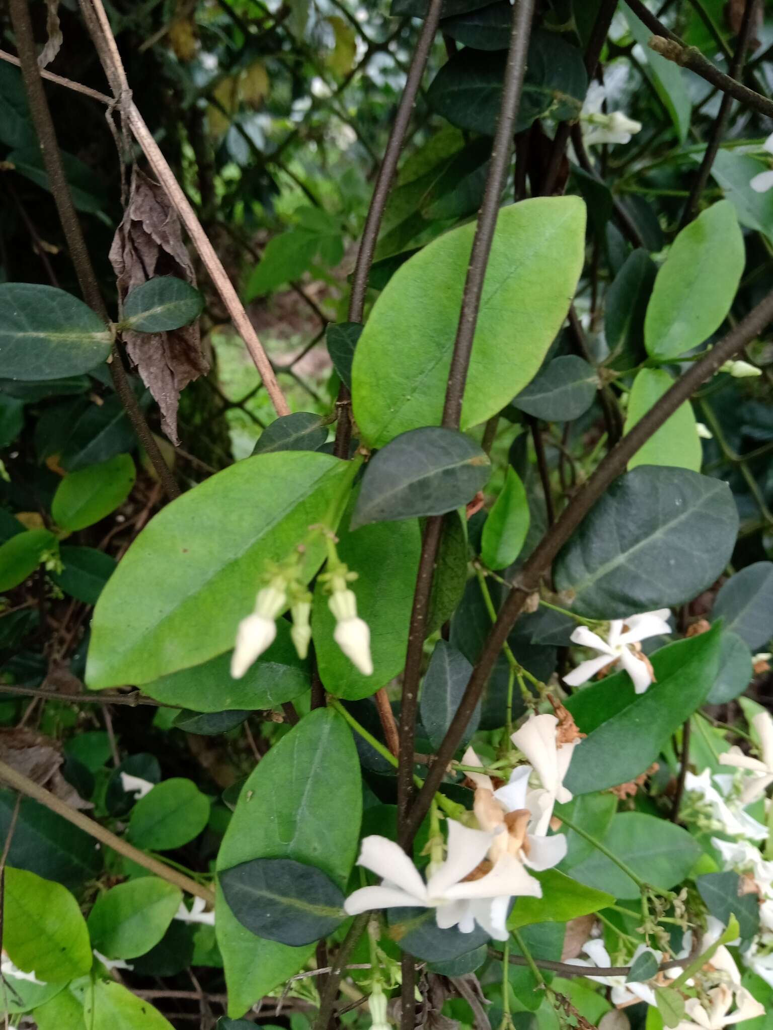 Plancia ëd Trachelospermum jasminoides (Lindl.) Lem.