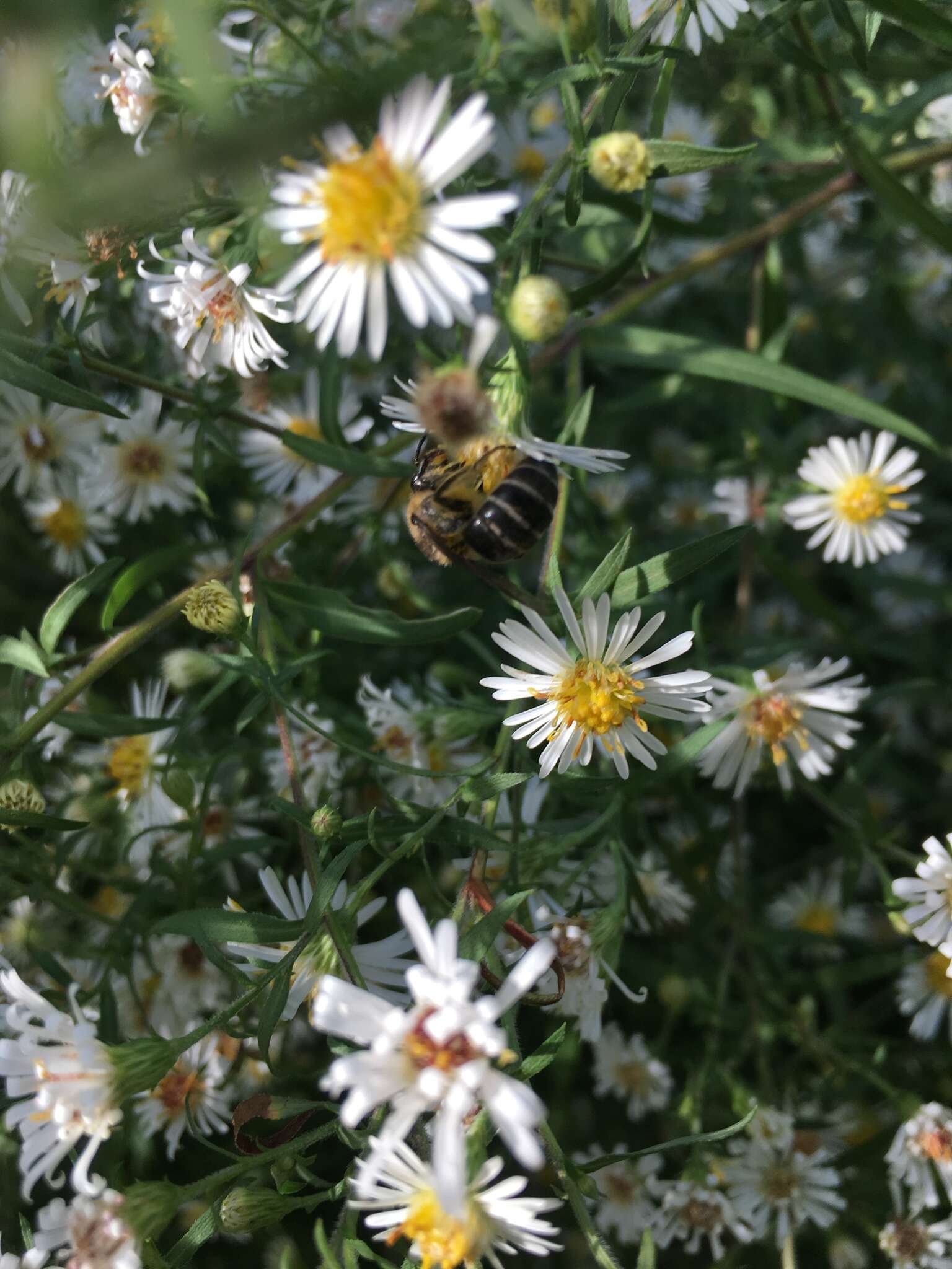 Imagem de Colletes compactus Cresson 1868