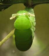 Image of Green-veined Charaxes