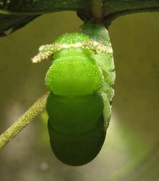 Image of Green-veined Charaxes