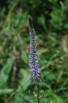 Image of Culver's root