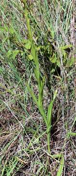 Image of Habenaria caffra Schltr.