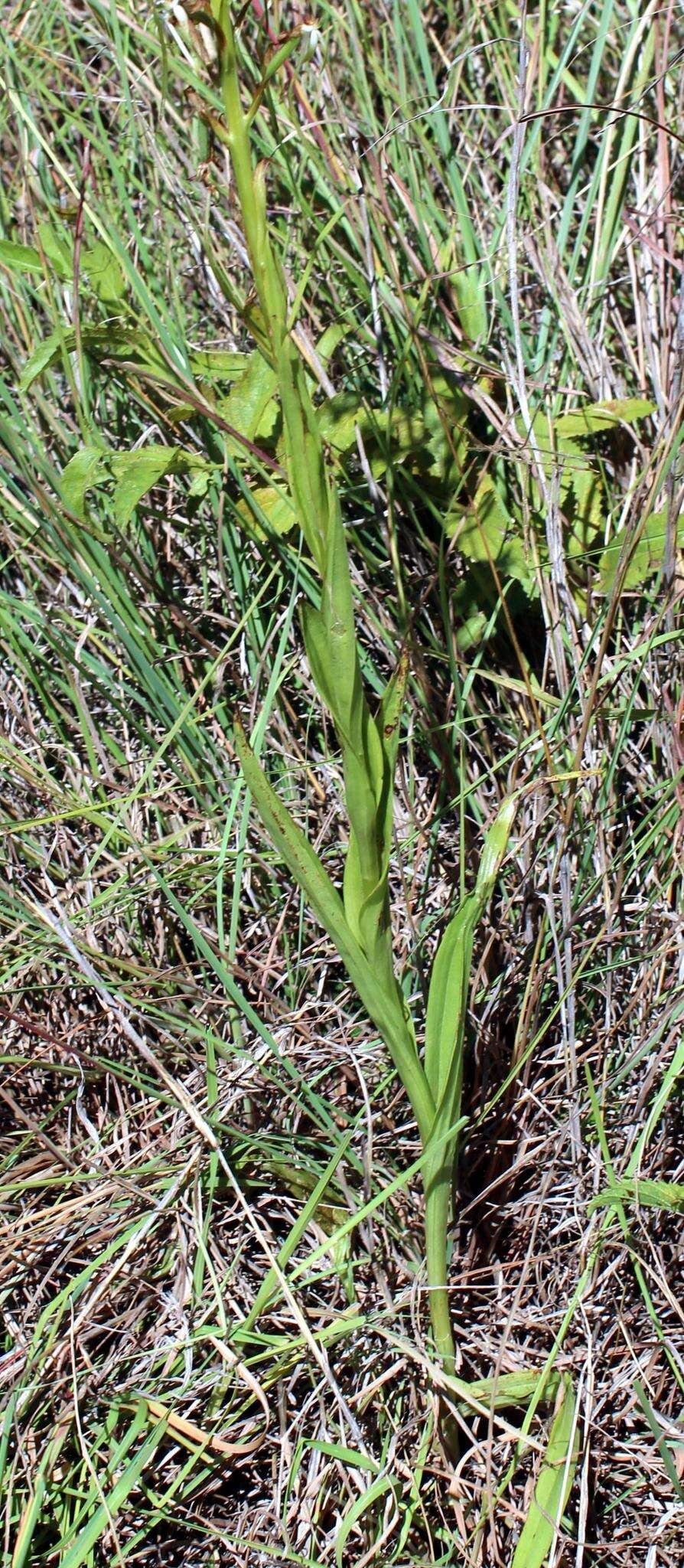 Image of Habenaria caffra Schltr.