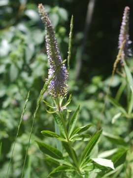 Image of Culver's root