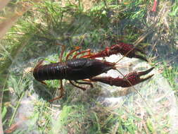 Imagem de Procambarus clarkii