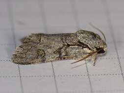 Acronicta tota Grote 1878 resmi