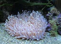 Image of Mushroom coral