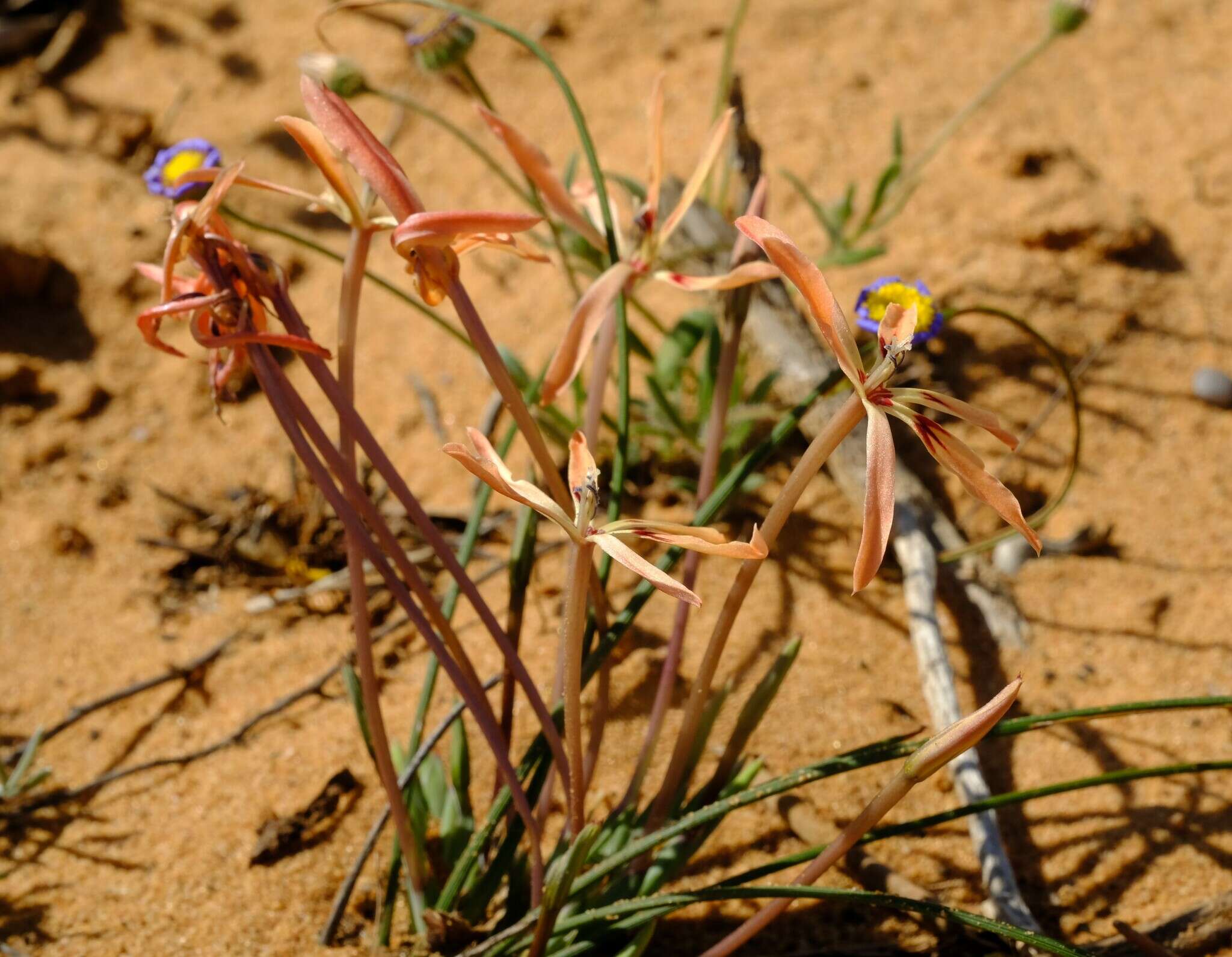 Image of Babiana teretifolia Goldblatt & J. C. Manning