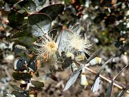 Image of Silver-leaved Mountain Gum