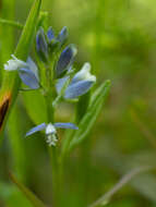 Image of Polygala serpyllifolia J. A. C. Hose