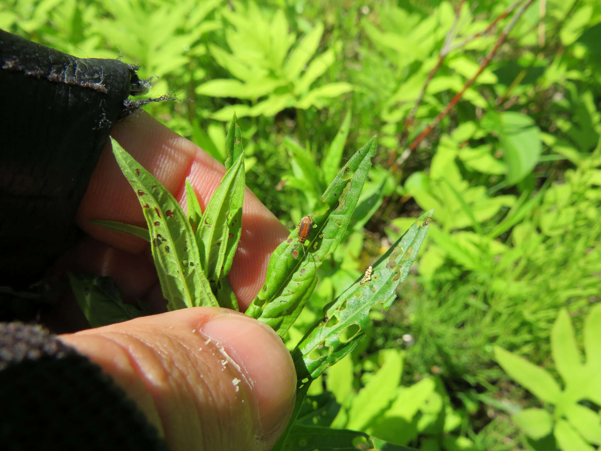 Image of <i>Galerucella calmariensis</i>