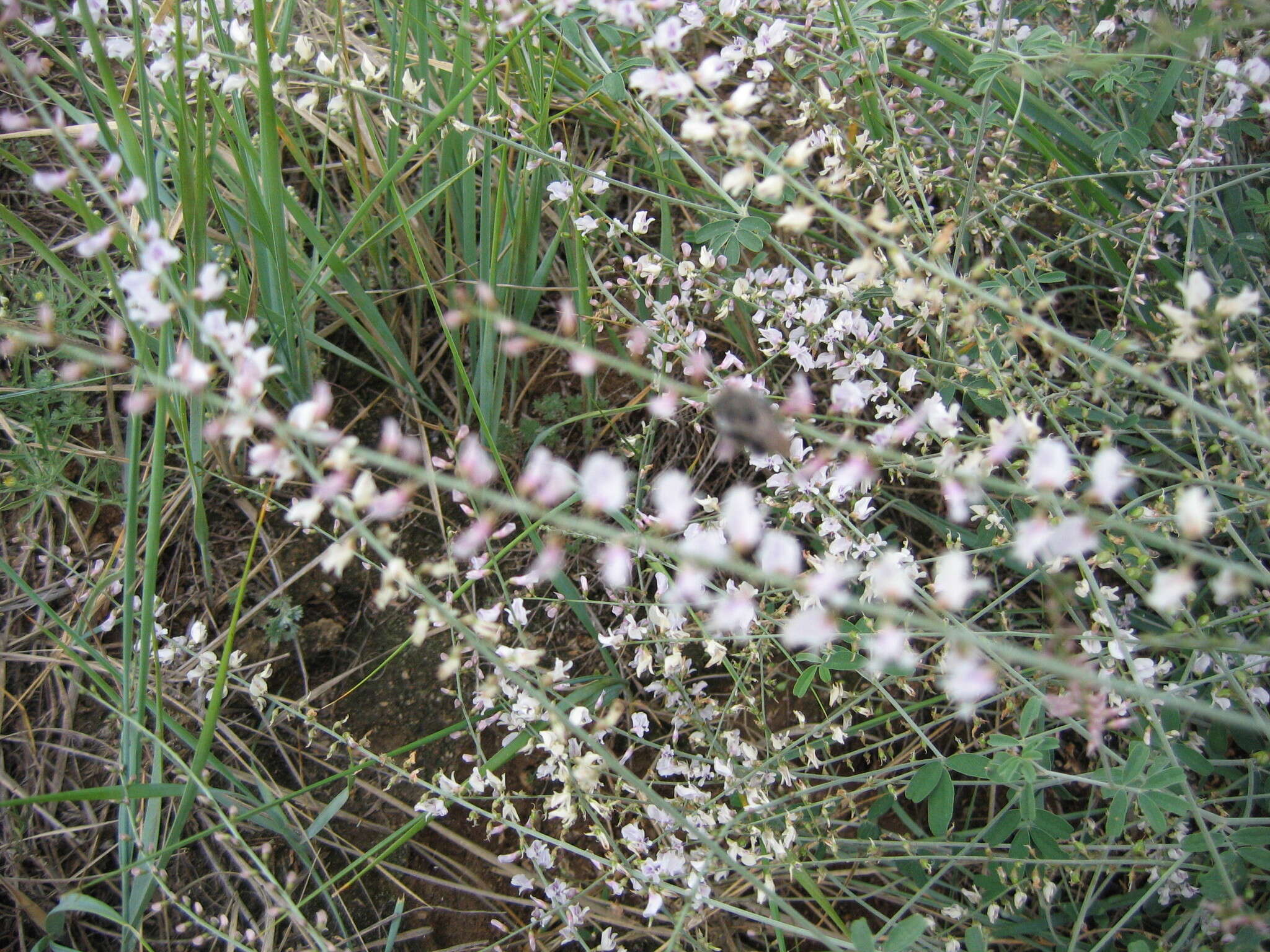 Image of Astragalus melilotoides Pall.