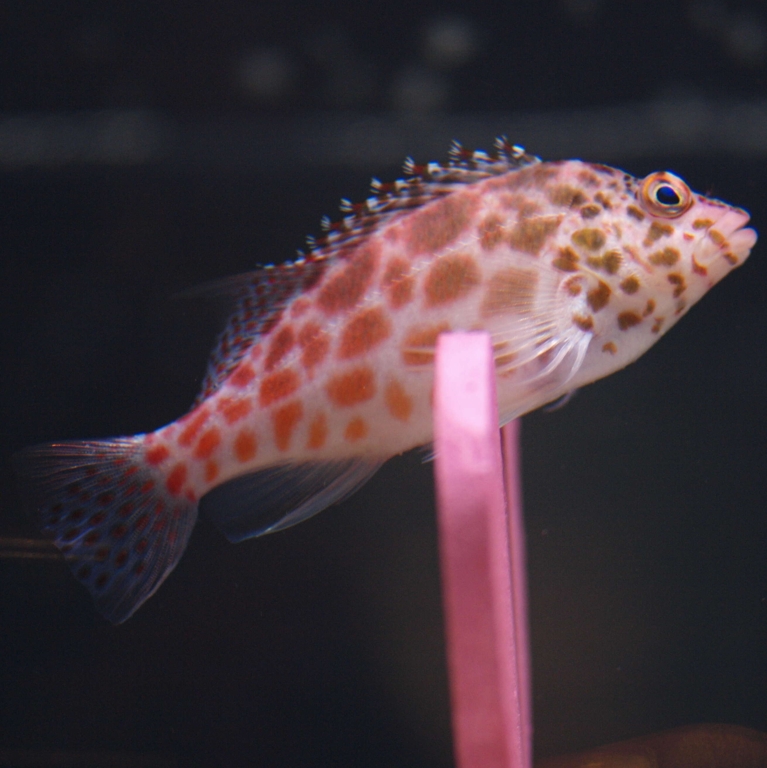 Image of Coral Hawkfish