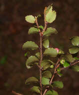 Sivun Gaultheria antipoda Forst. fil. kuva