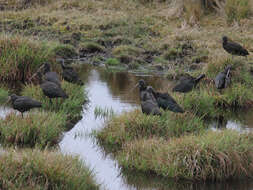 Image de Ibis de Ridgway