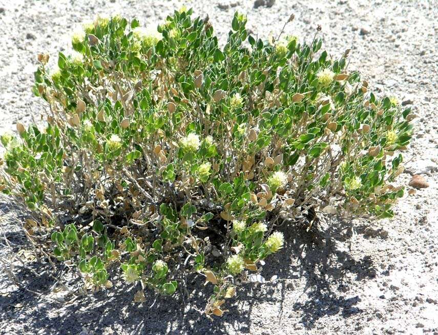 Image of Parry's sandpaper plant