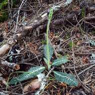 Image of Giant Rattlesnake-plantain