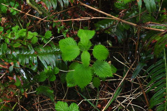 Слика од Urtica gracilis Aiton