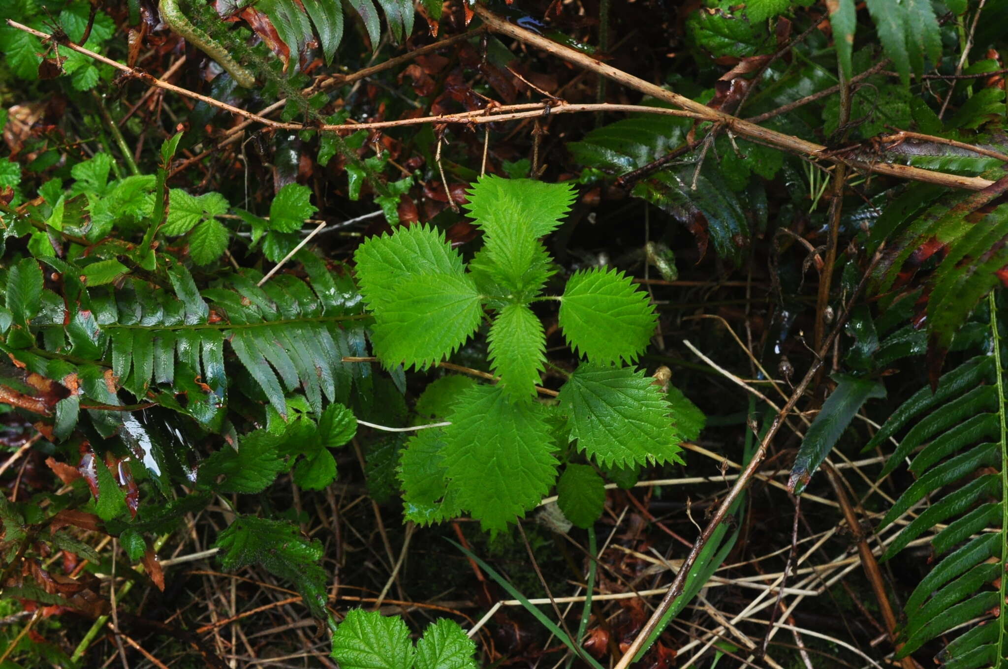 Urtica gracilis subsp. gracilis resmi