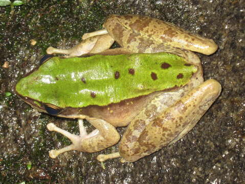 Imagem de Odorrana chloronota (Günther 1876)