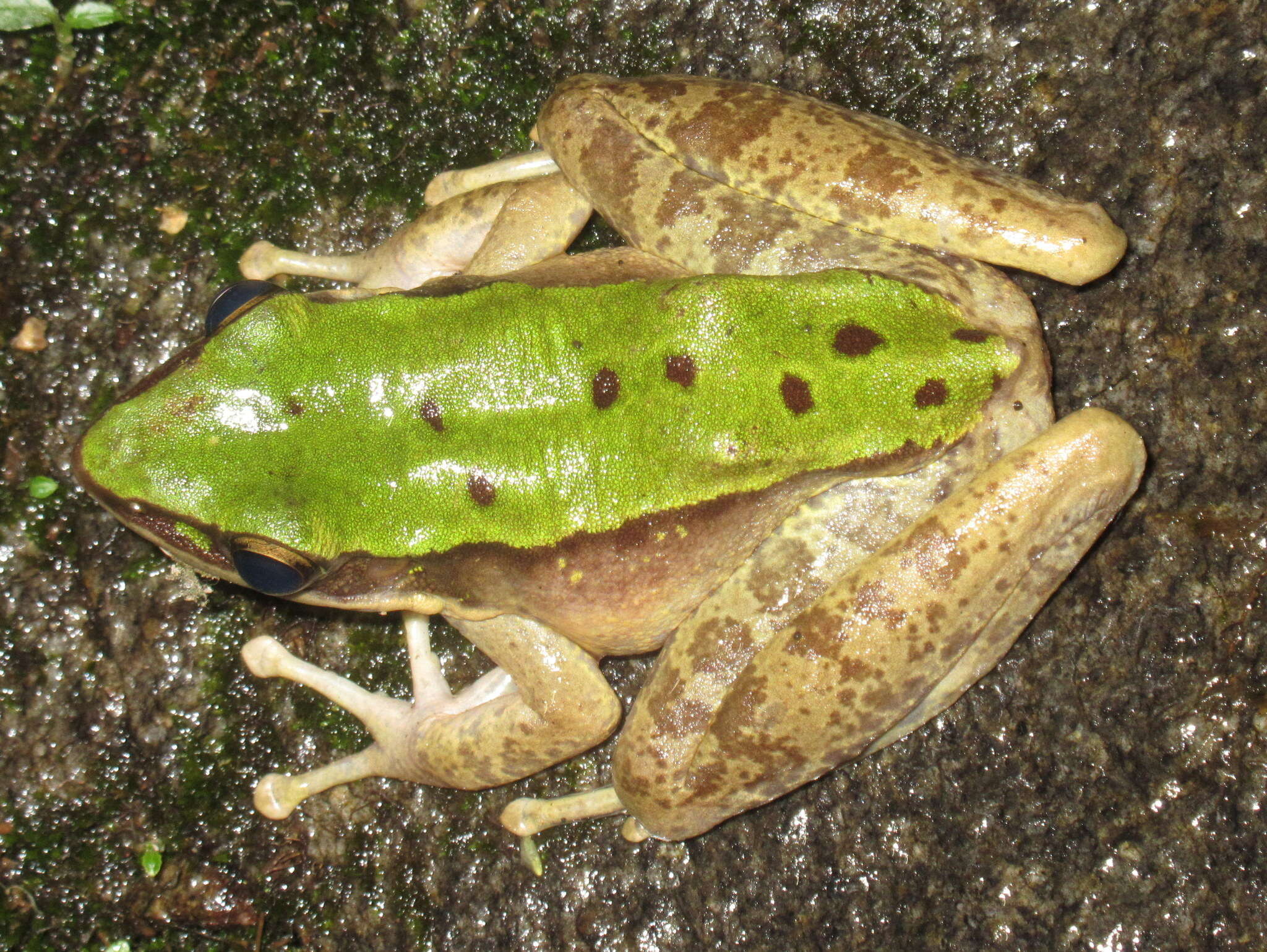 Image of Chloronate Huia Frog