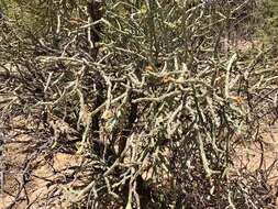 Image of Pencil Cholla