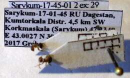 Image de Lasius psammophilus Seifert 1992