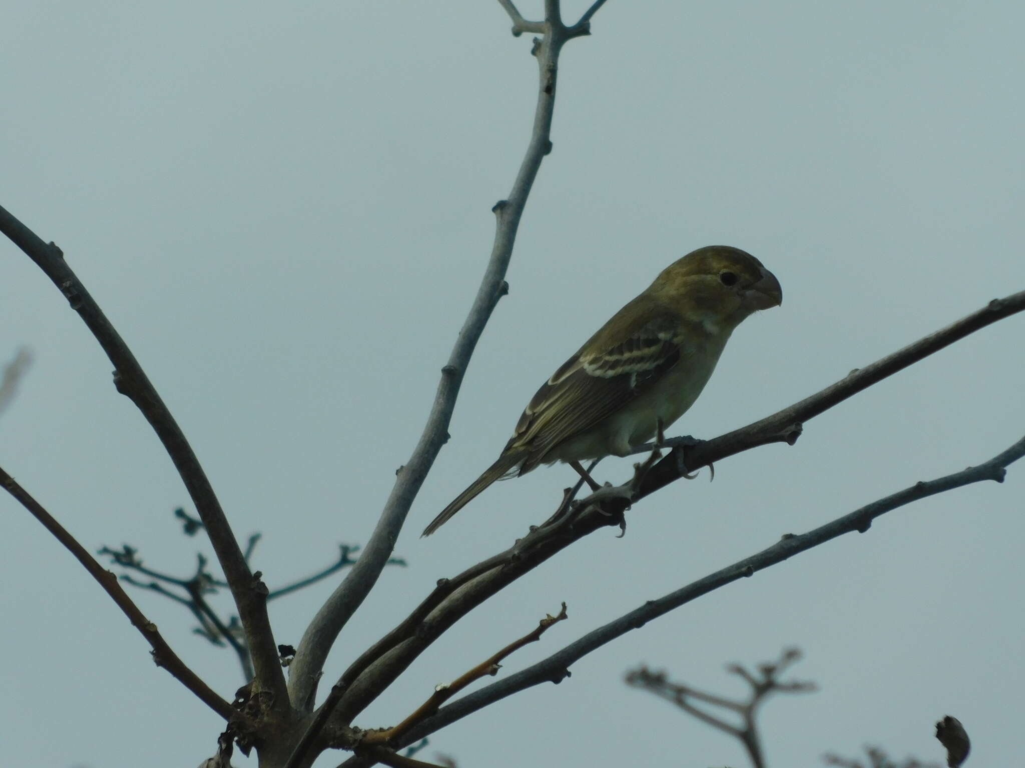 Image of Parrot-billed Seedeater