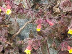 Image of Lindenbergia muraria (Roxb. ex D. Don) Brühl